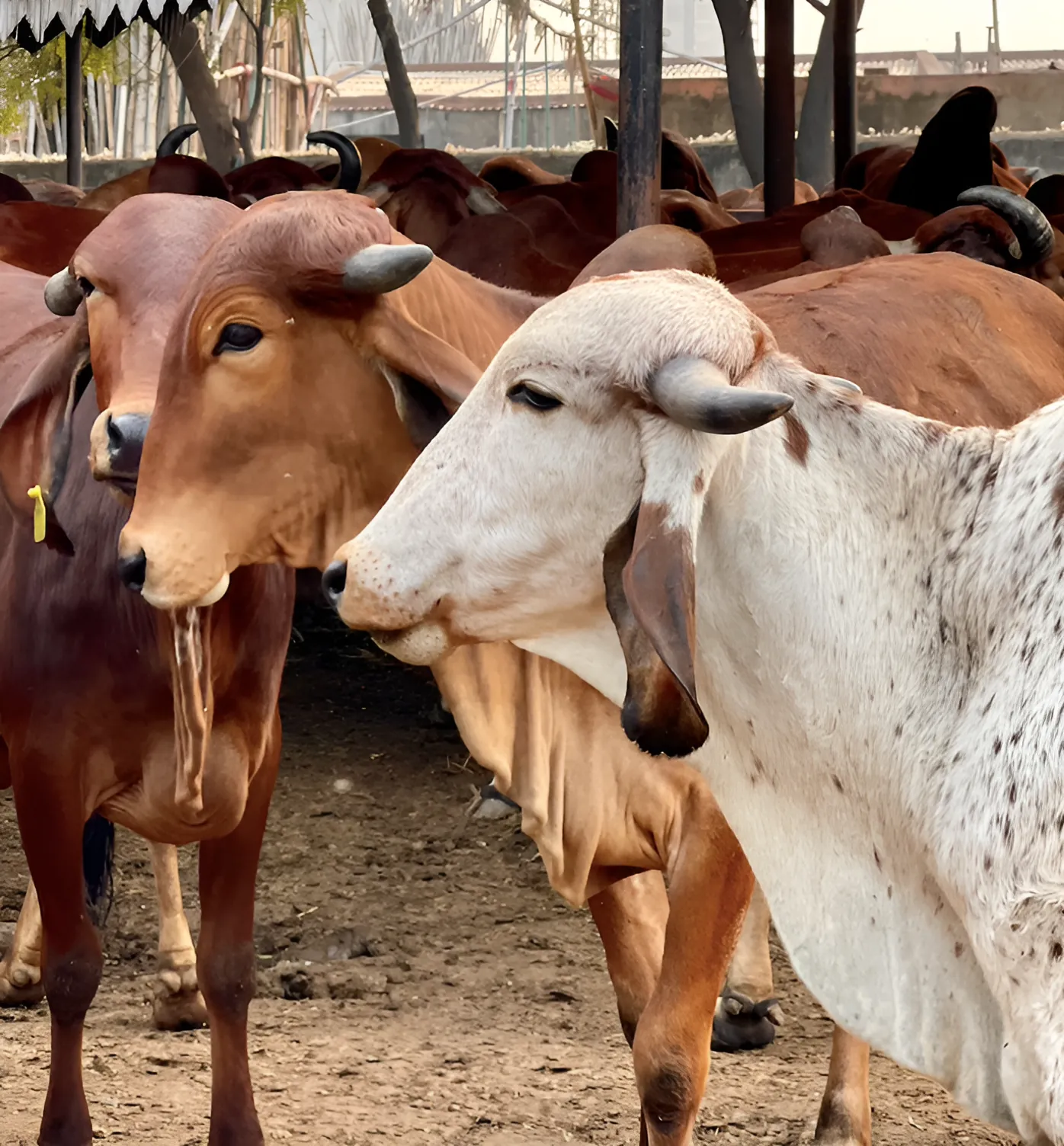 A2 Gir Cows in Pasture