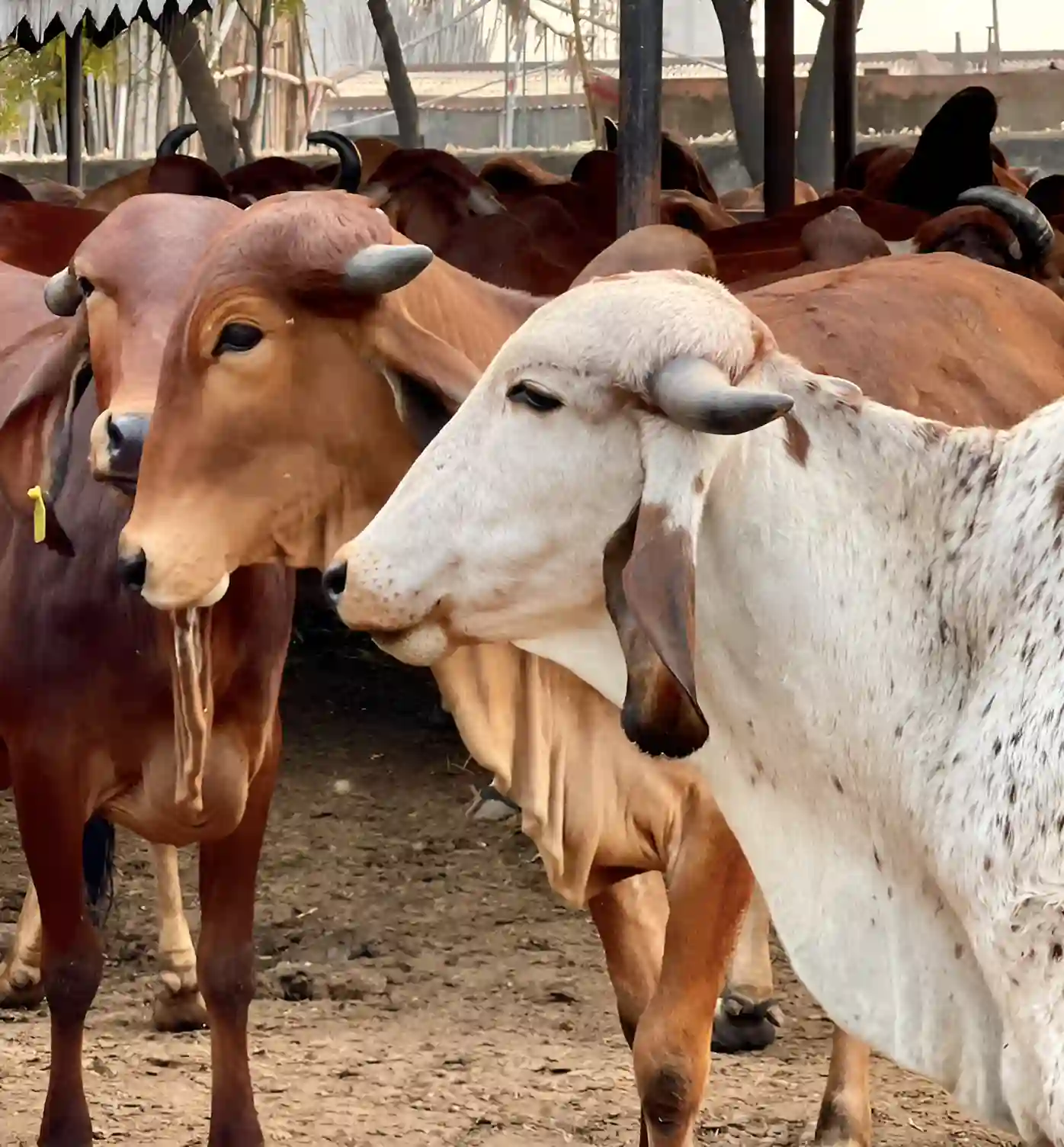 Organic Cow Milk