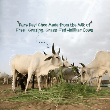 Bagdi Farm A2 Hallikar Cow Bilona Ghee - Image 5